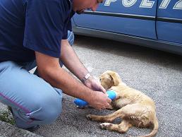 Poliziotto veterinario e labrador