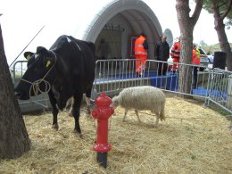 Mucca e pecora al Security Expo